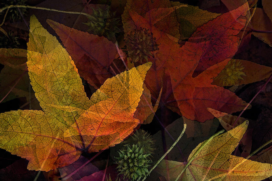 Autumn Leaves Collage Photograph by Bonnie Bruno
