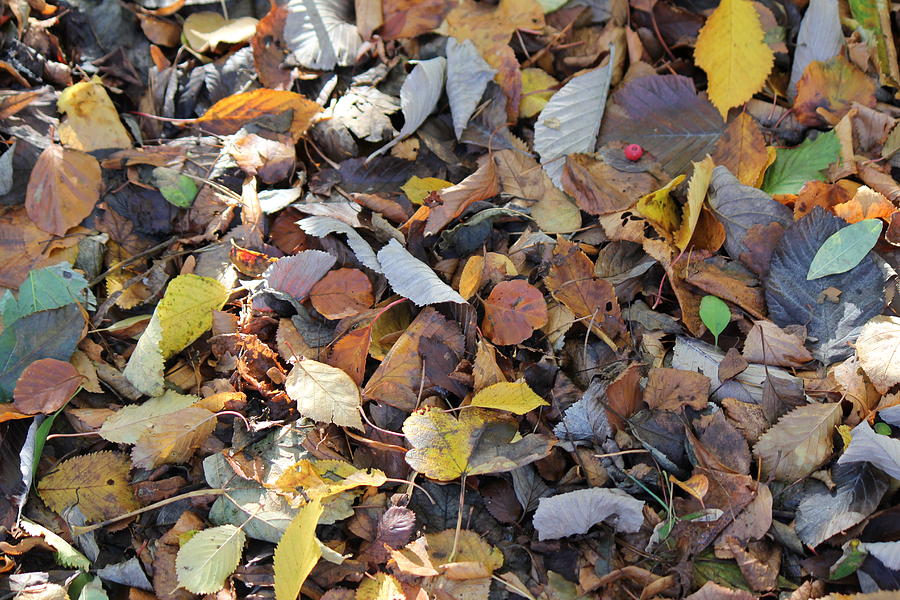 Autumn Leaves Photograph by David Grant