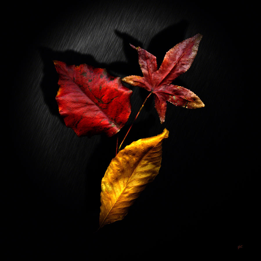 Autumn Leaves Photograph by Gerlinde Keating