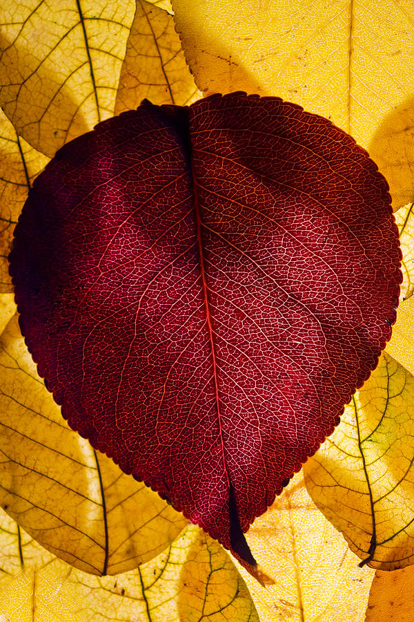 Autumn Leaves II Photograph by Bob Decker
