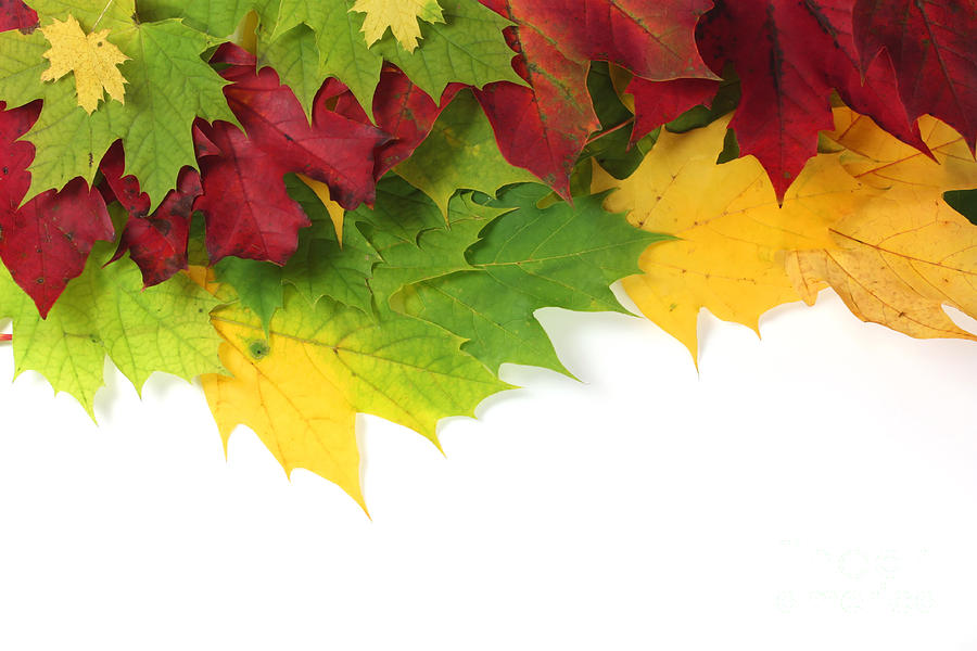 Autumn leaves in colour Photograph by Simon Bratt