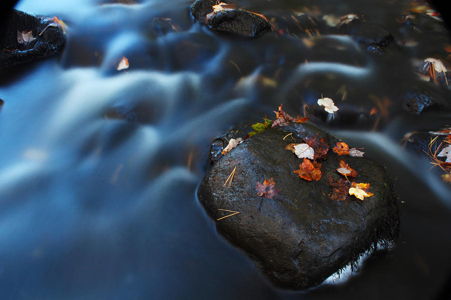 Autumn Leaves in The Stream Photograph by Andrew Pacheco