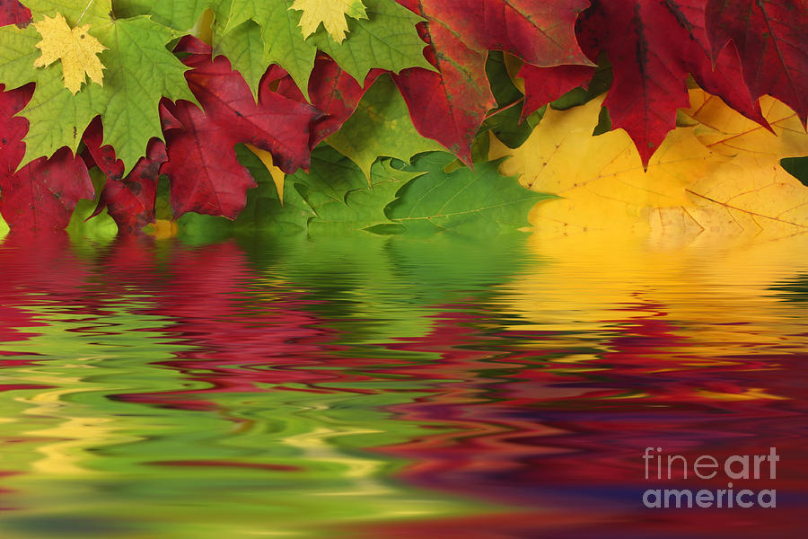 Autumn leaves in water with reflection Photograph by Simon Bratt