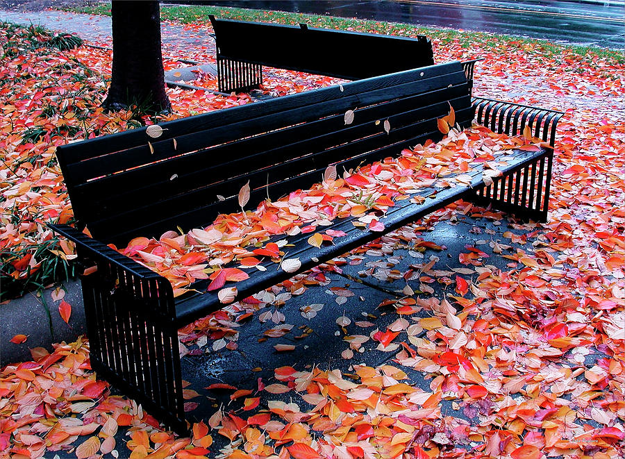 Autumn  Leaves, Washington, D.C. Photograph by John Pagliuca