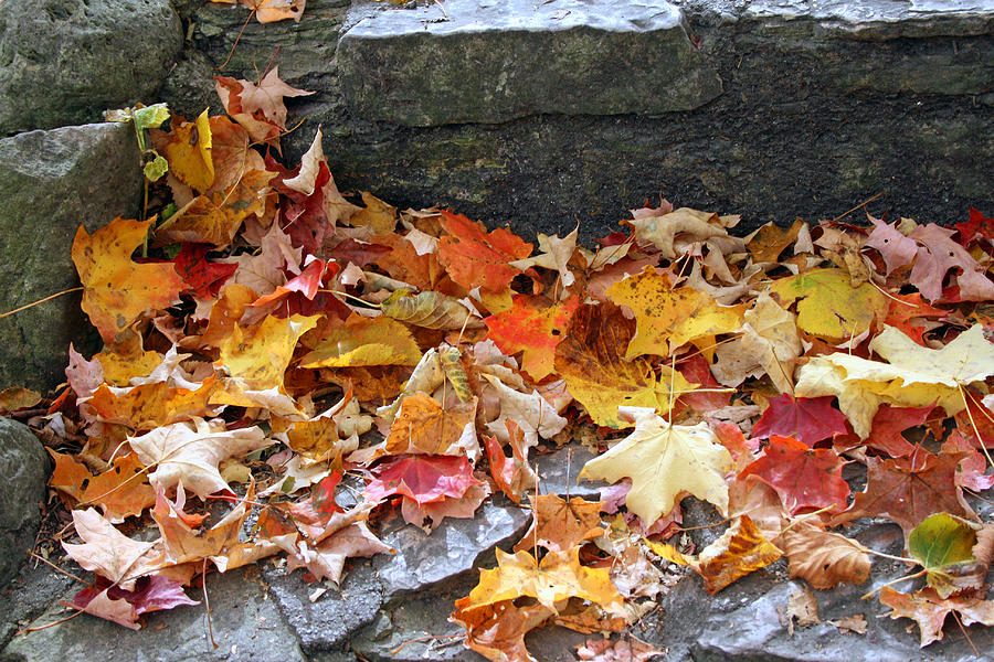 Autumn Leaves Photograph by Kay Novy