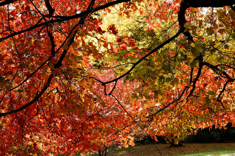 Autumn Leaves Photograph by KG Thienemann