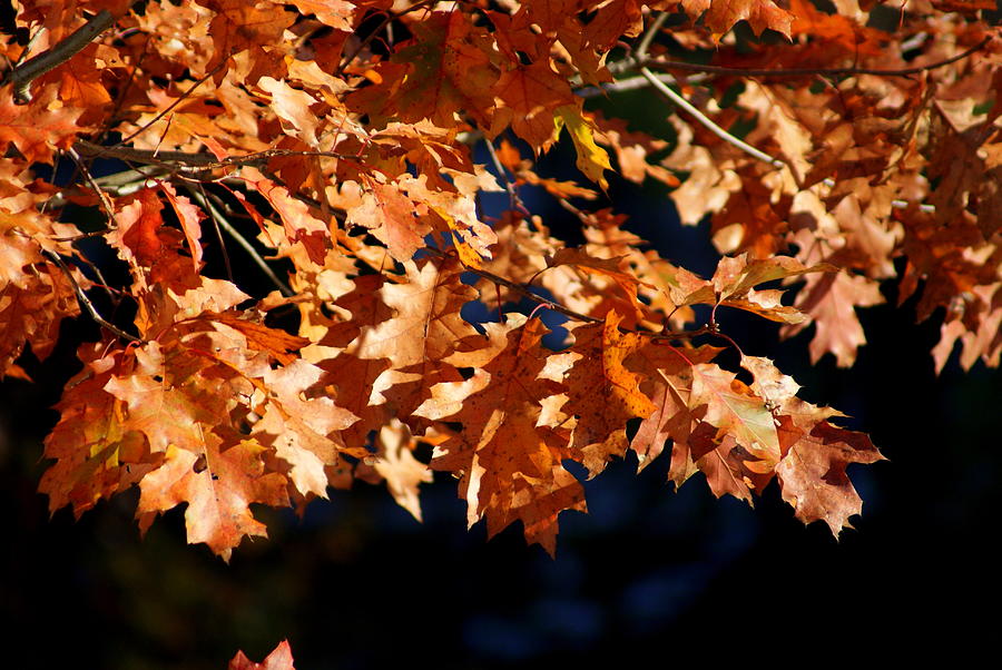Autumn Leaves Photograph by Lois Lepisto
