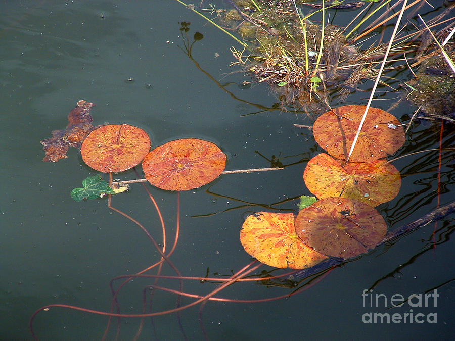 Autumn Leaves by Mary Attard Autumn Leaves by Mary Attard