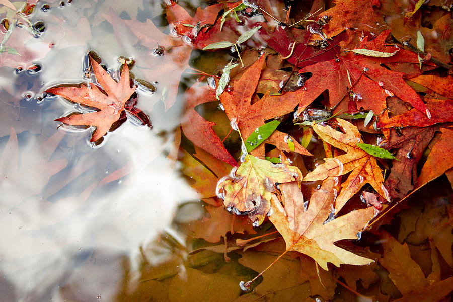 Abstract Photograph - Autumn Leaves by Nadya Ost