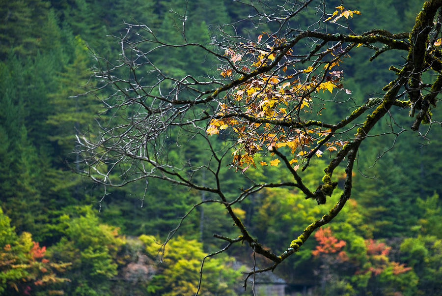 Autumn leaves Photograph by Ng Hock How