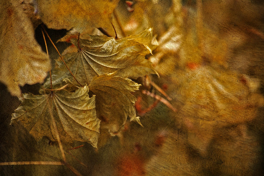 Autumn Leaves No1 Photograph by Bonnie Bruno