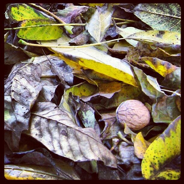 Nature Photograph - Autumn. Leaves. Nut by Igor Shevchenko