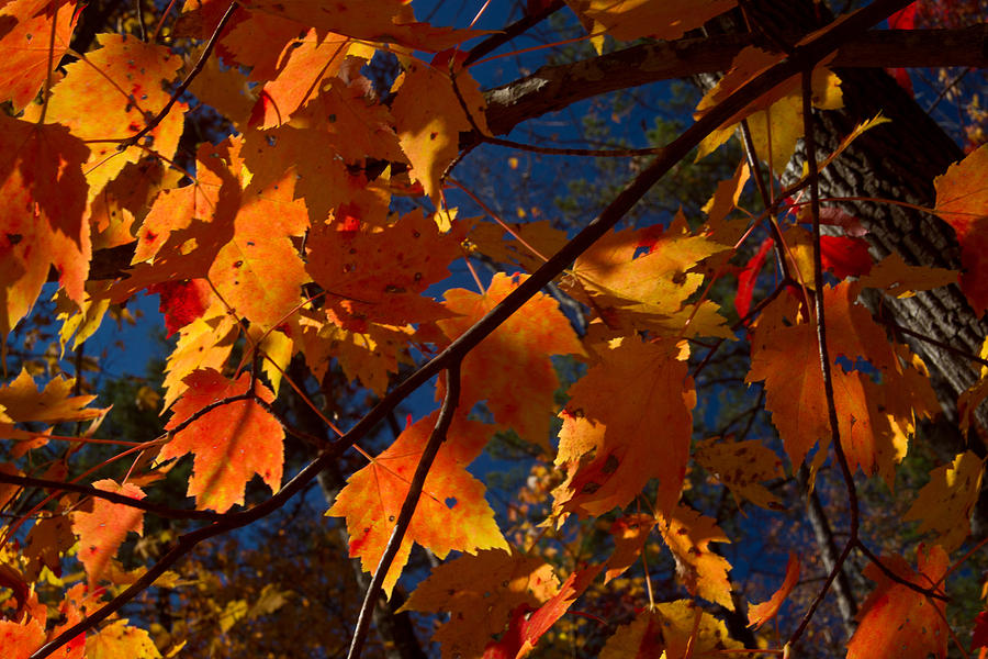 Autumn Leaves of Yellow and Gold Photograph by Douglas Barnett