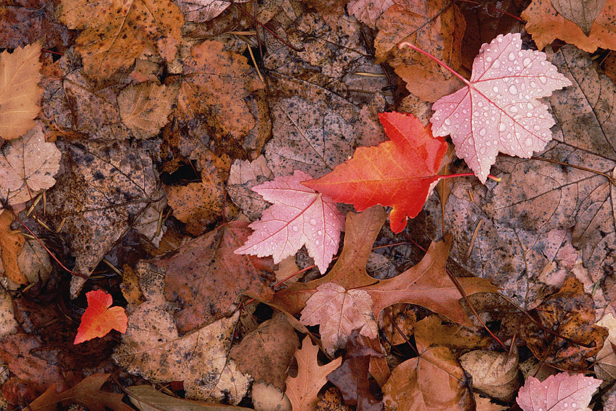 Autumn Leaves On Forest Floor Photograph by Gerry Ellis