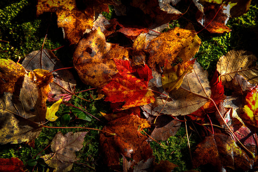 Autumn Leaves On The Moss Photograph