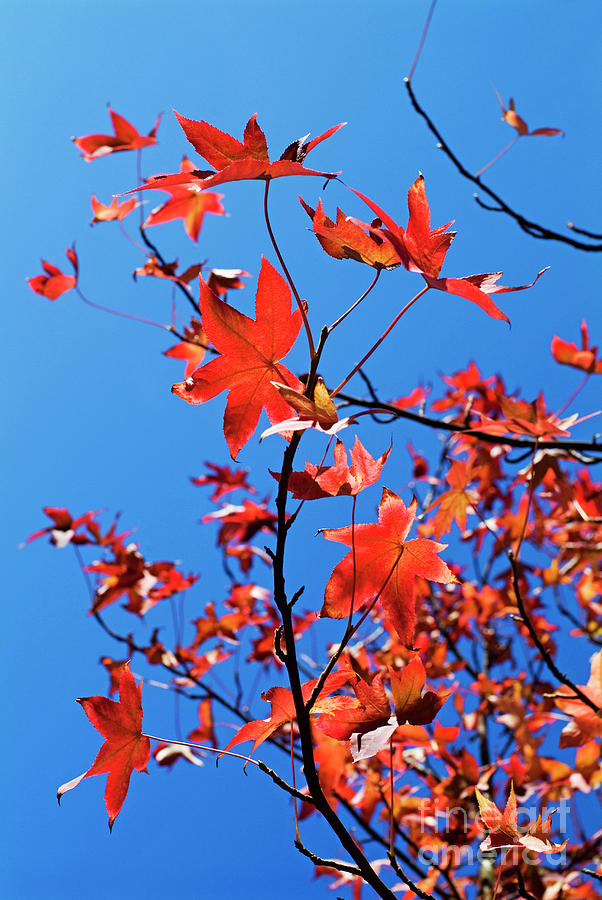 Fall Photograph - Autumn leaves on tree by Sami Sarkis