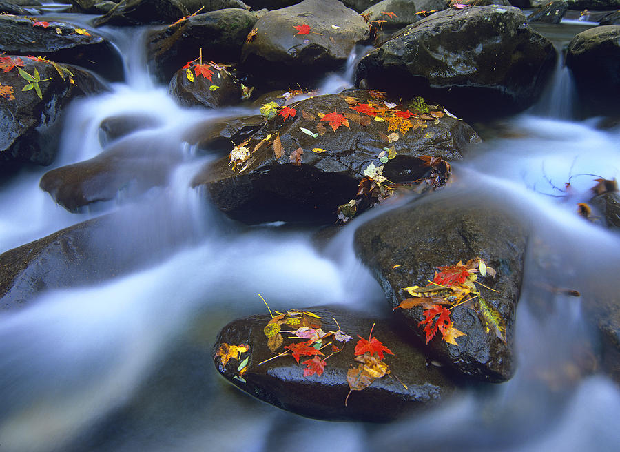 Autumn Leaves On Wet Boulders In Stream Photograph by Tim Fitzharris