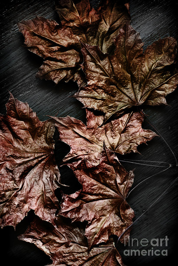 Fall Photograph - Autumn Leaves On Wood by HD Connelly