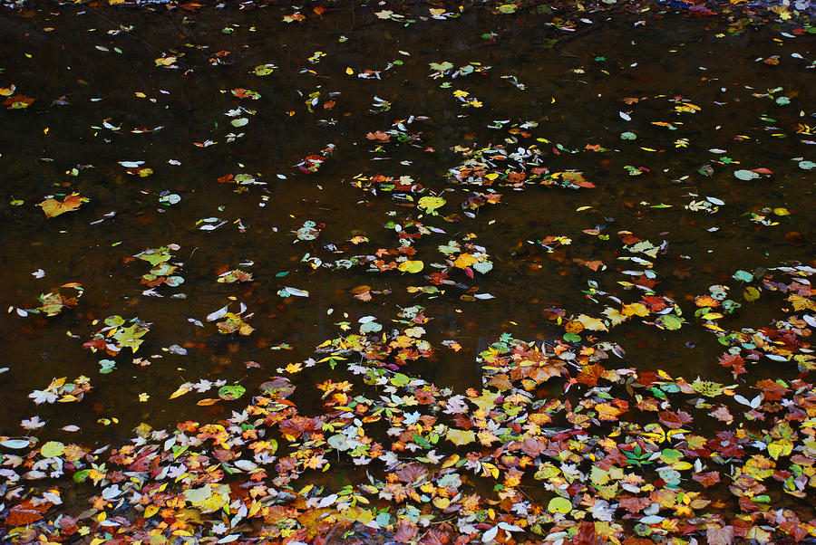 Autumn leaves Photograph by Perry Van Munster