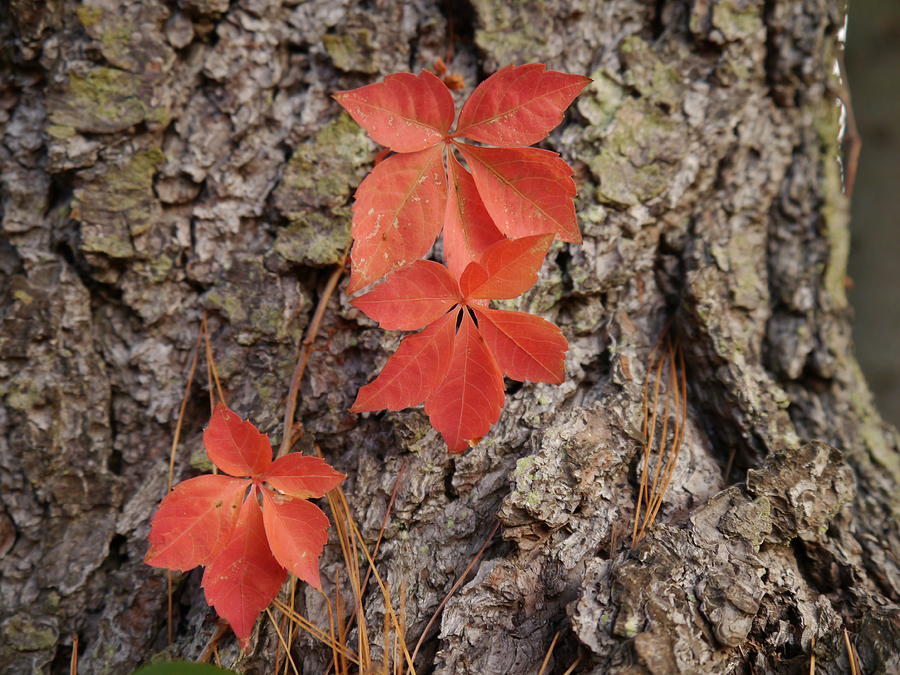 Autumn Leaves Photograph by Richard Reeve