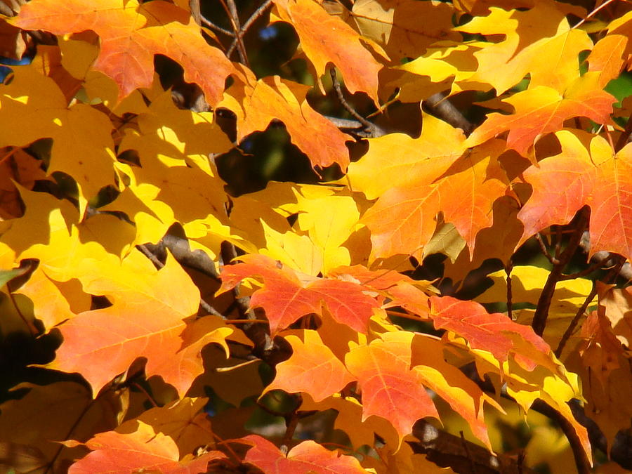 Autumn Leaves Photograph by Rosanne Jordan - Fine Art America