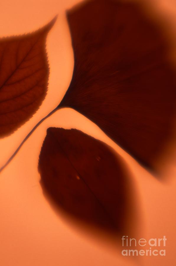 Leaf Photograph - Autumn Leaves by Tamarra Tamarra Leaf Photograph - Autumn Leaves by Tamarra Tamarra