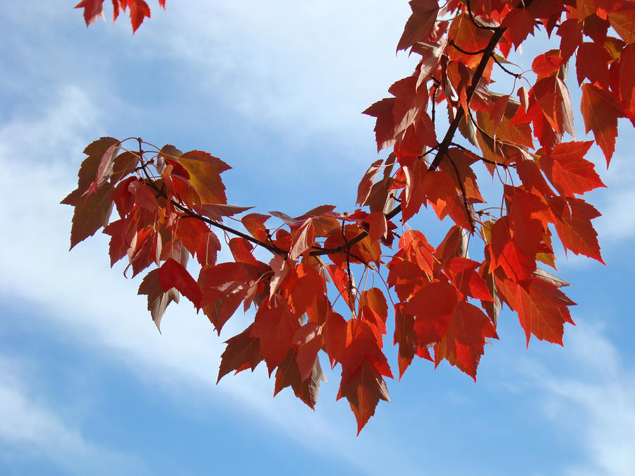 Fall Photograph - Autumn Leaves Tree Red Orange art prints Blue Sky White Clouds by Patti Baslee