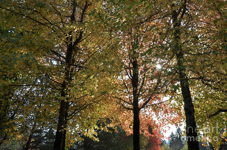 Autumn Light   5 Photograph by Tatyana Searcy