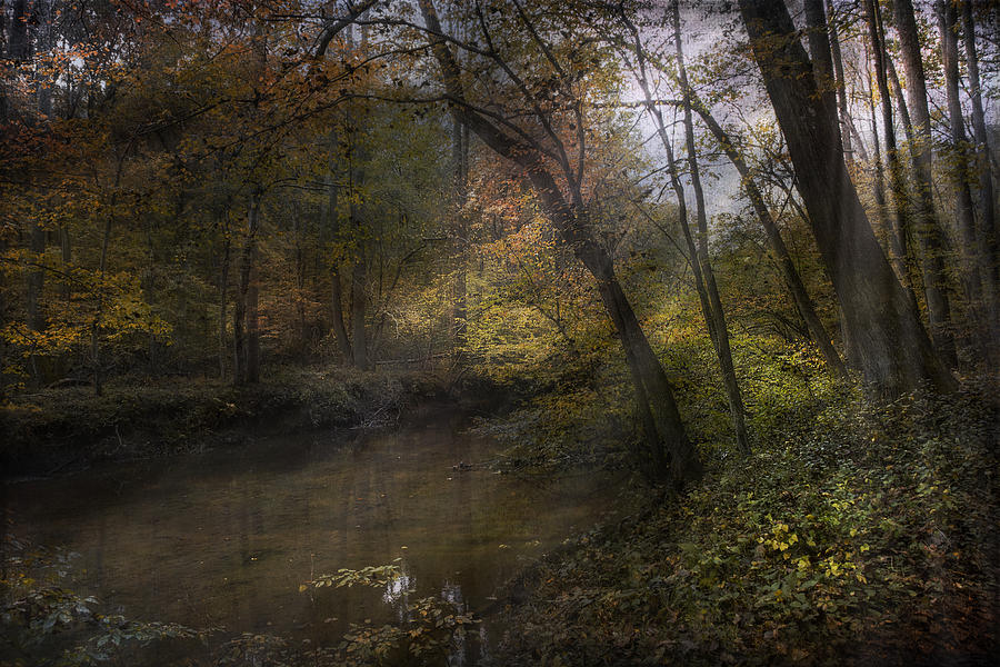 Autumn Light Photograph by John Rivera