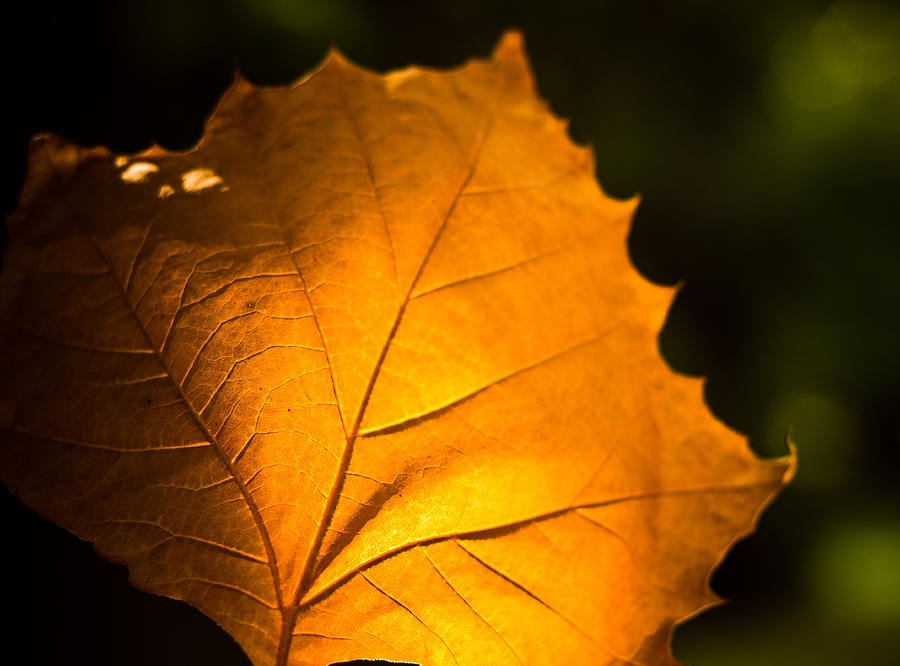 Autumn Light Photograph