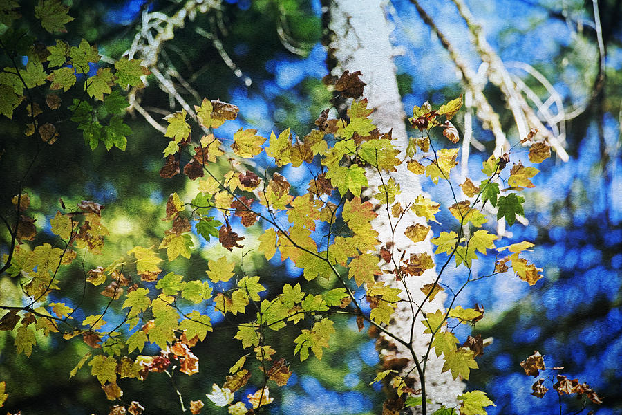 Autumn Maple Photograph by Bonnie Bruno