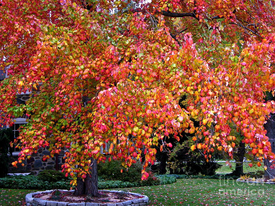 Autumn Tree Photograph - Autumn Maple by Byron Varvarigos Autumn Tree Photograph - Autumn Maple by Byron Varvarigos
