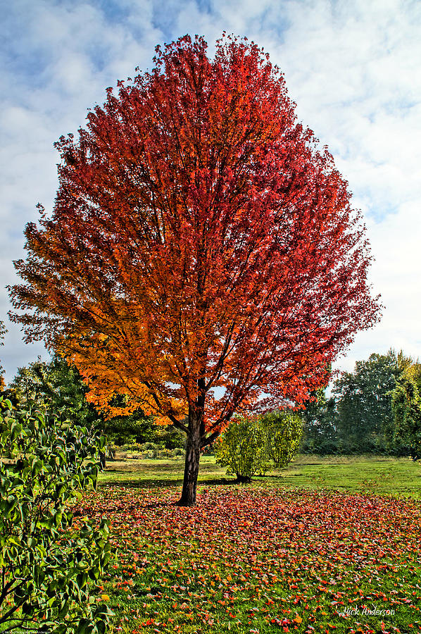 Autumn Maple Emphasized Photograph by Mick Anderson - Fine Art America