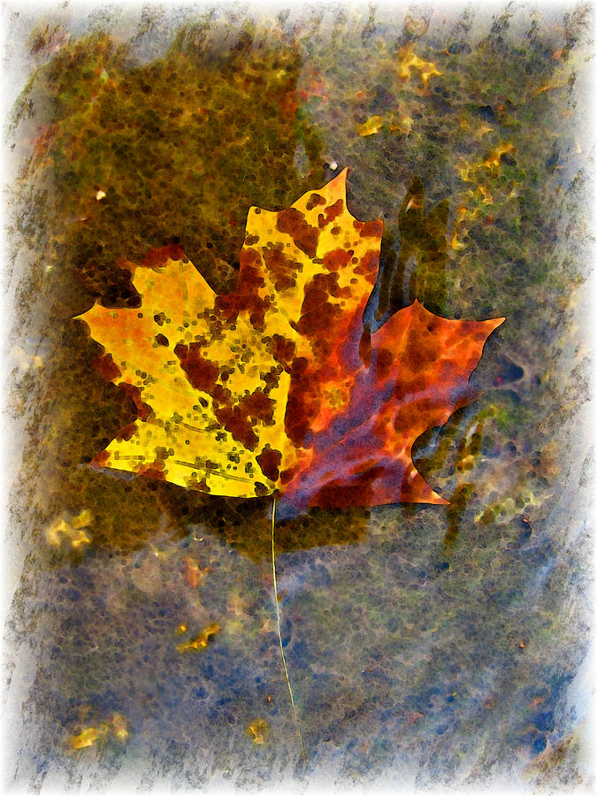 Nature Digital Art - Autumn Maple Leaf in water by Debbie Portwood