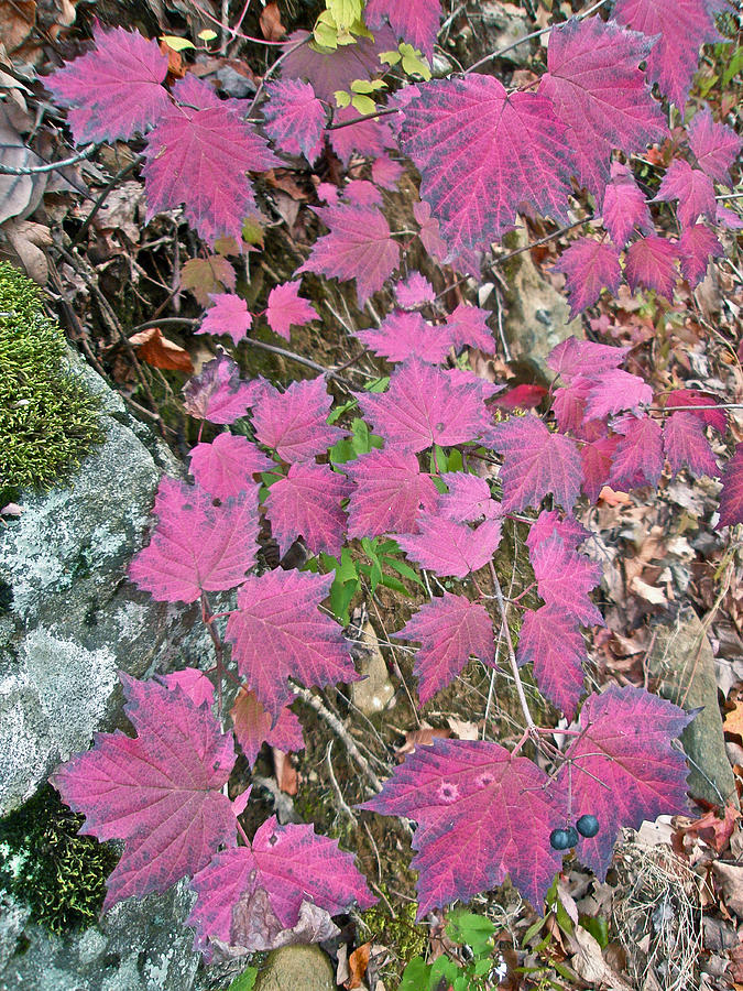 Autumn Maple-leaf Viburnum Photograph by Carol Senske