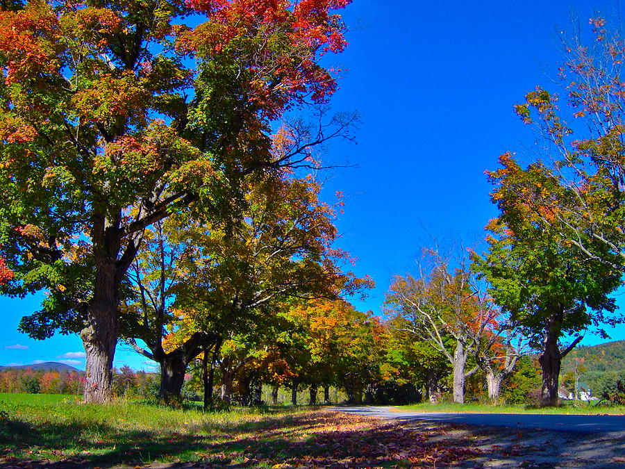 Autumn Maple-lined Road 10 Photograph by George Ramos