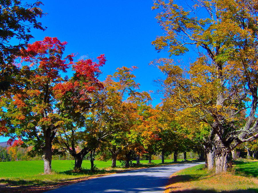 Autumn Maple-lined Road 11 Photograph by George Ramos