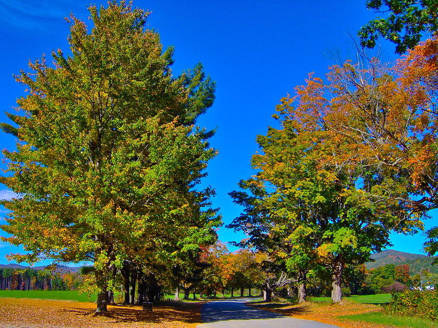 Autumn Maple-lined Road 9 Photograph by George Ramos