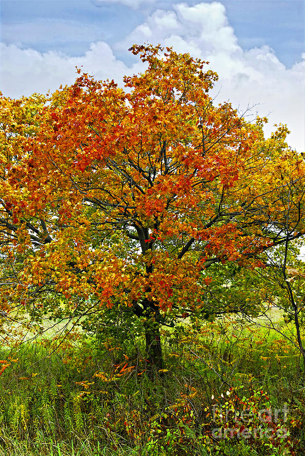 Autumn Maple Tree Photograph