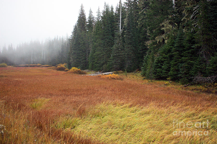 Autumn Meadow Photograph by Kami McKeon