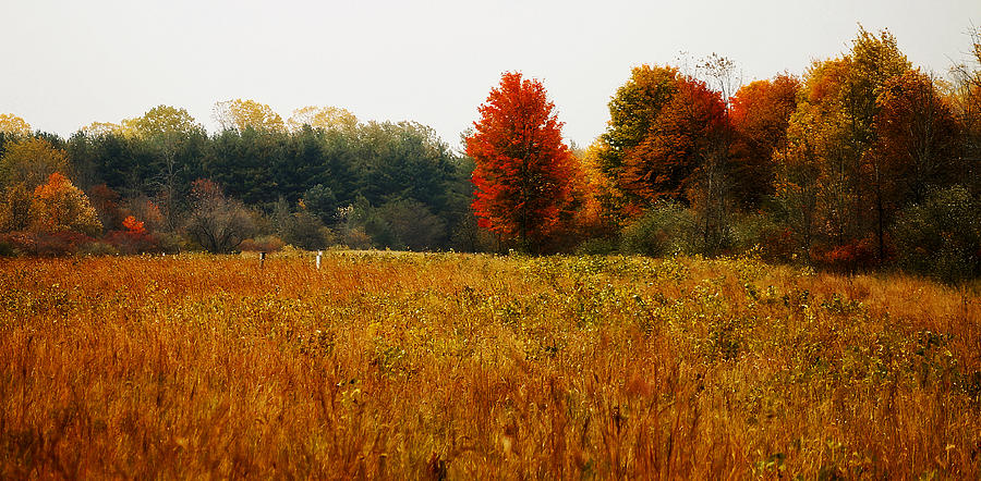 Autumn Meadow Photograph by Scott Hovind