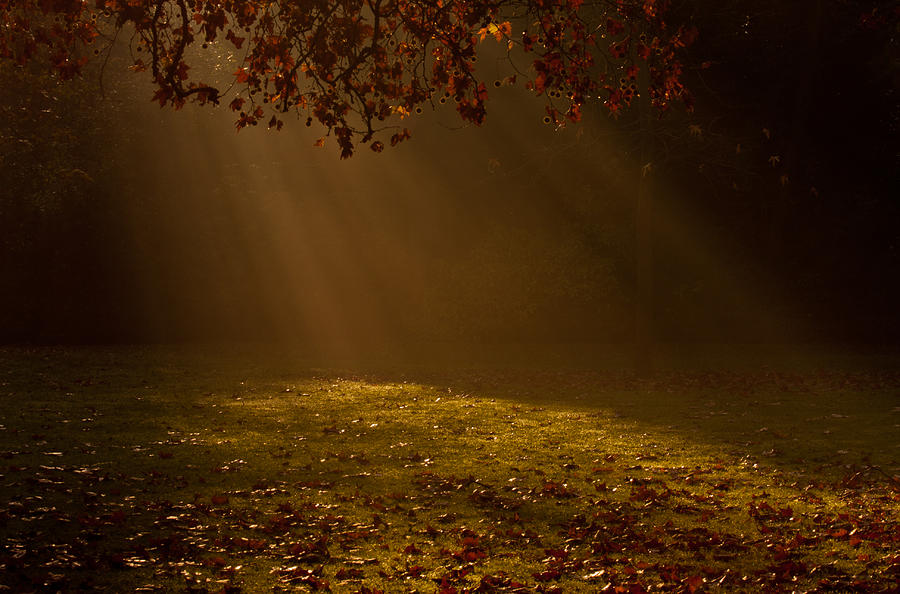 Tree Photograph - Autumn Mist by Dawn OConnor
