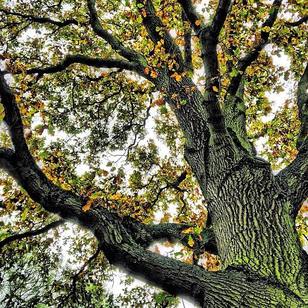 Tree Photograph - Autumn Oak 
#oak #tree #autumn #leaves by Alex Martin