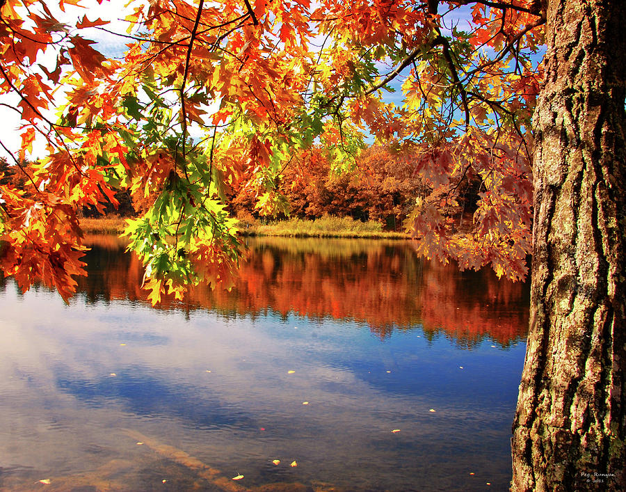 Autumn Oak on River Photograph by Peg Runyan