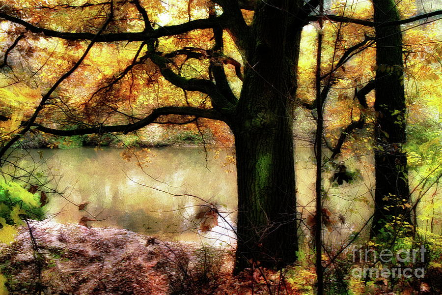 Autumn Oak Tree Photograph by Dariusz Gudowicz