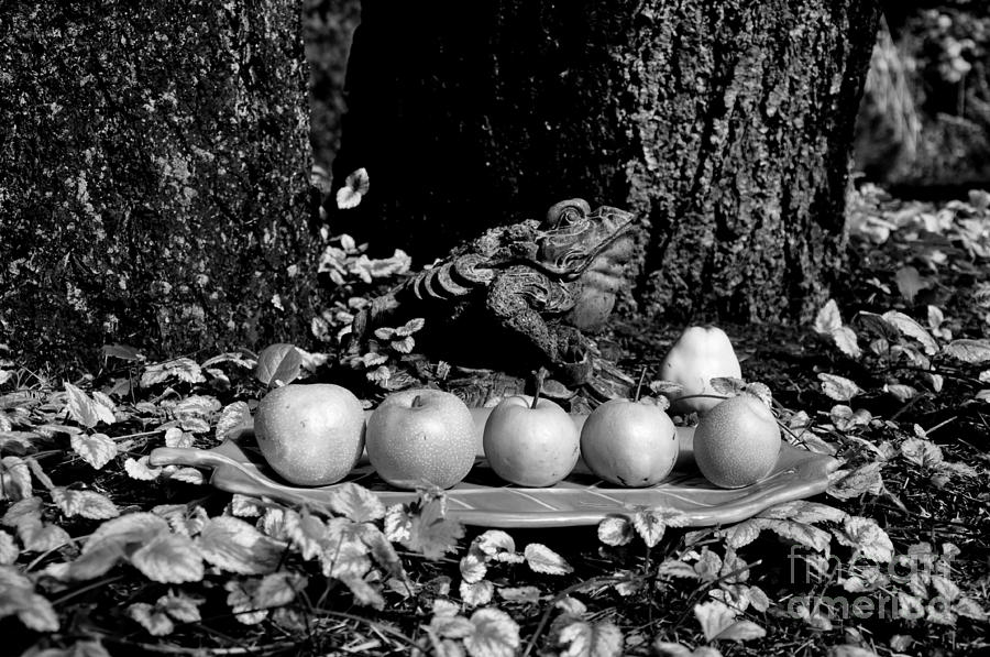 Autumn Offering To the Sun Photograph by Tatyana Searcy