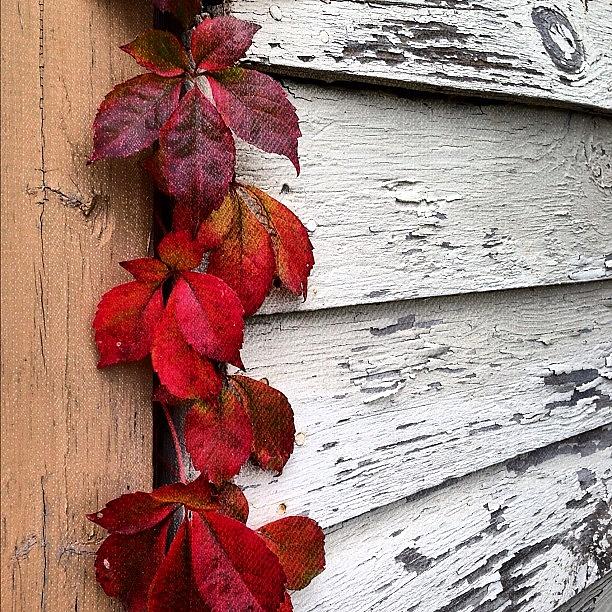 Fall Photograph - #autumn #ohio #leaves #iphone5 #fall by Melaney Wolf