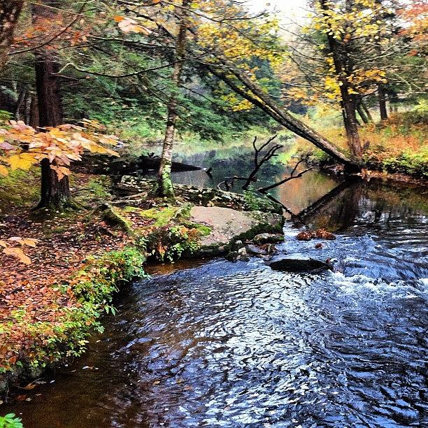 Autumn on Mastope Creek Photograph by Dave M