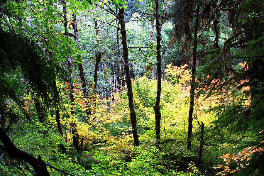Autumn on the Olympic Peninsula Photograph by Marie Jamieson