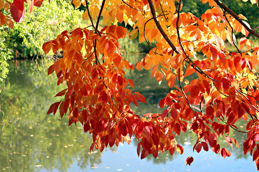 Autumn on the Pond Photograph by Jo Sheehan